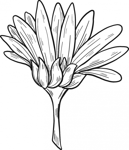 Daisy coloring page image