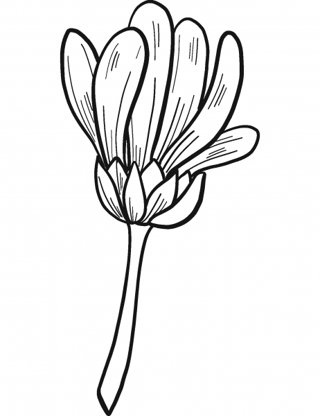 Daisy coloring page image