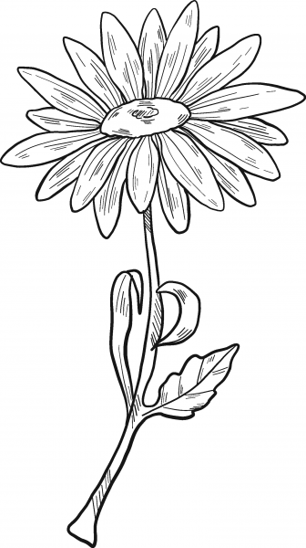 Daisy coloring page image