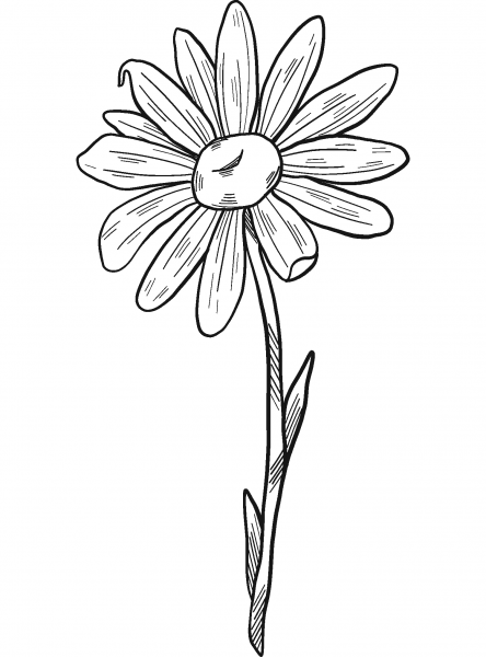 Daisy coloring page image