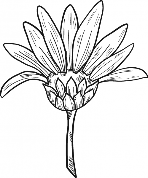 Daisy coloring page image