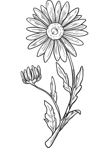 Daisy coloring page image