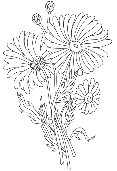 Daisy coloring page image