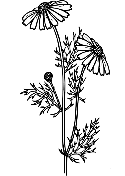 Daisy coloring page image