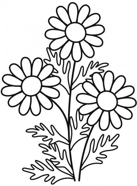 Daisy coloring page image