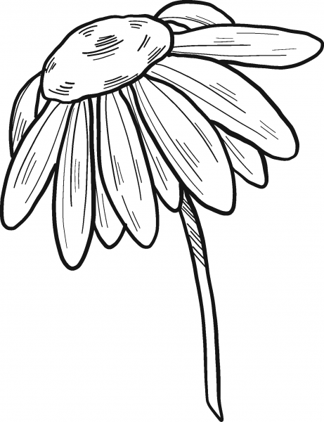 Daisy coloring page image