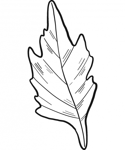 Daisy Leaf coloring page image