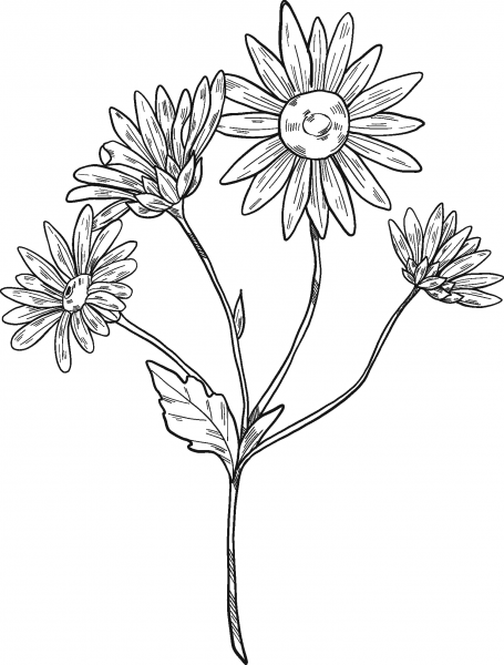 Daisy Plant coloring page image