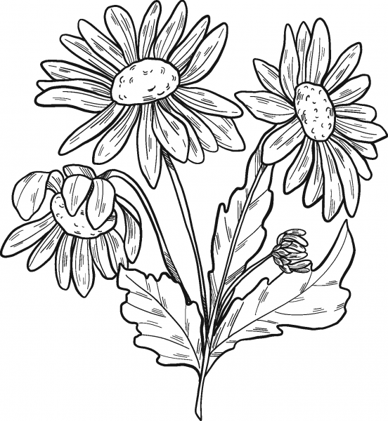 Daisy Plant coloring page image