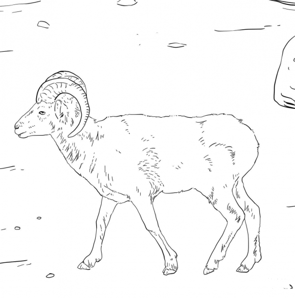 Dall’s Sheep coloring page image