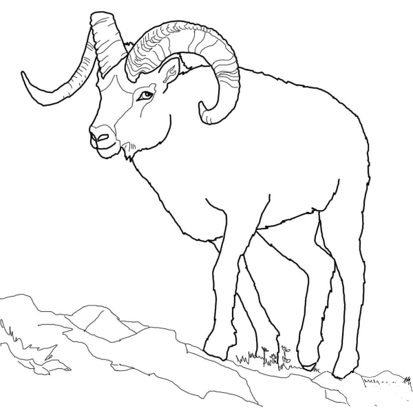 Dall Sheep coloring page image