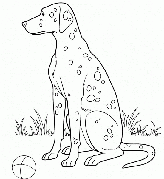 Dalmatian  coloring page image