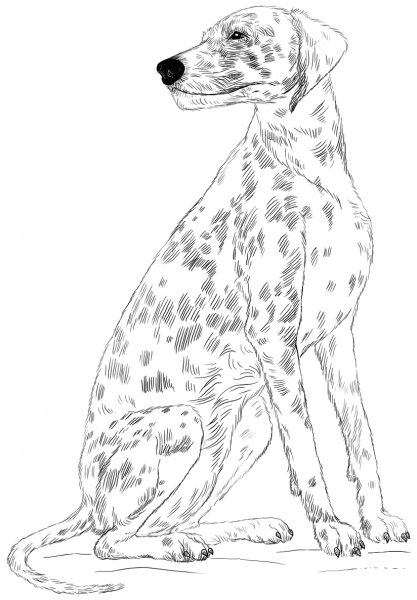 Dalmatian dog coloring page image
