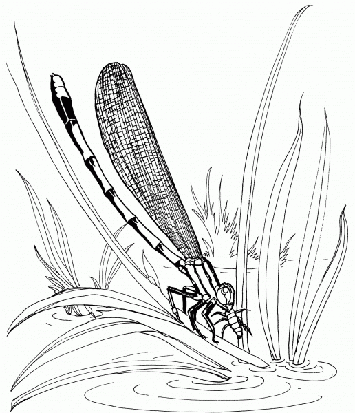 Damselfly Sitting on a Leaf coloring page image