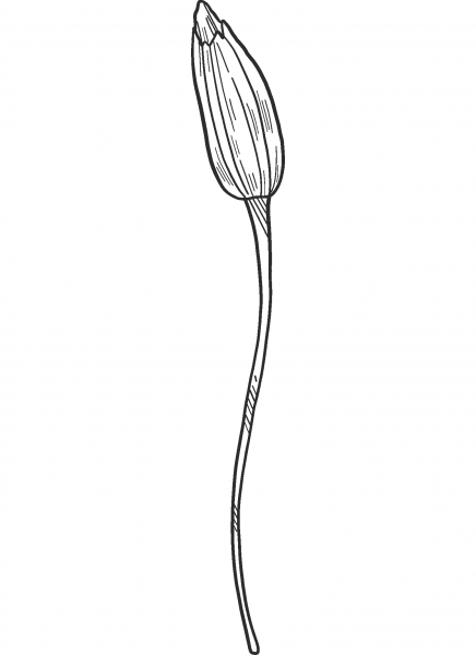 Dandelion Bud coloring page image
