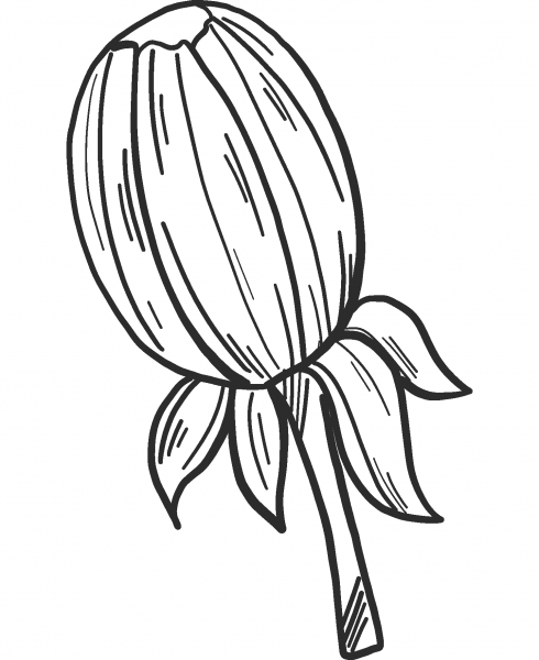 Dandelion Bud coloring page image