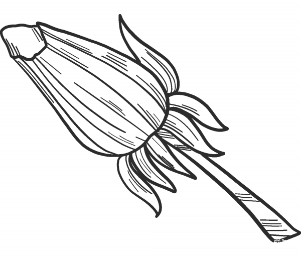 Dandelion Bud coloring page image