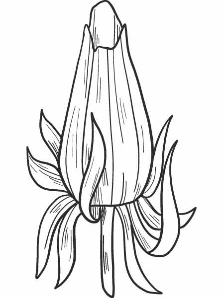 Dandelion Bud coloring page image