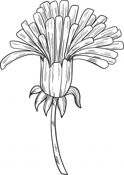 Dandelion coloring page image