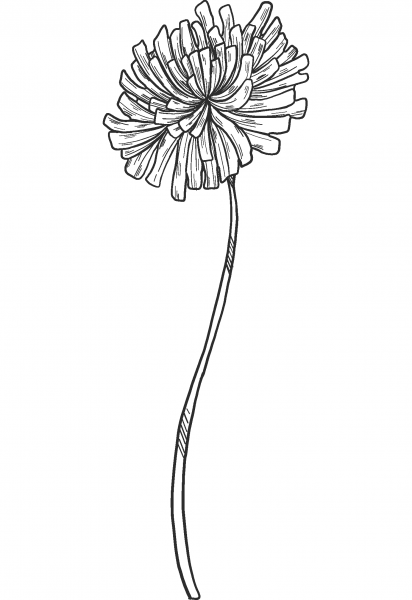 Dandelion coloring page image