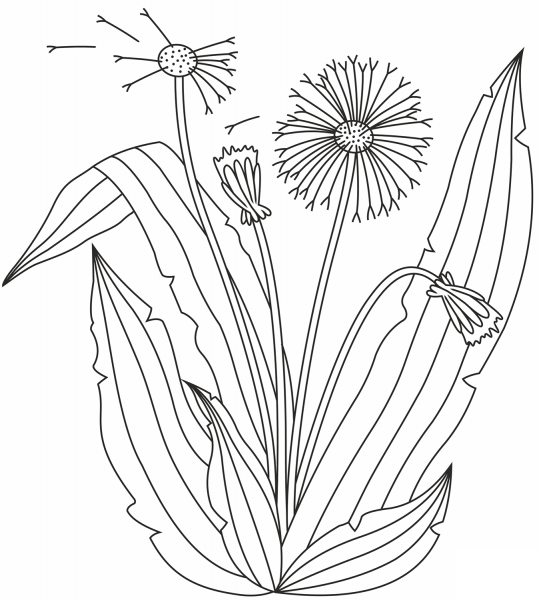 Dandelion coloring page image
