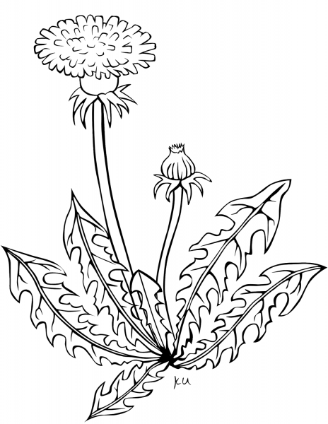 Dandelion coloring page image