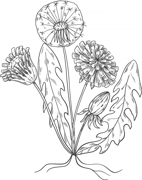 Dandelion Plant coloring page image