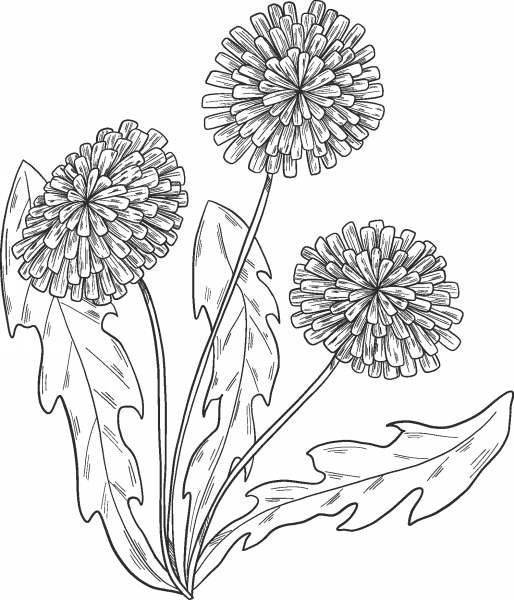 Dandelion Plant coloring page image