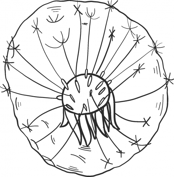 Dandelion Puff  coloring page image