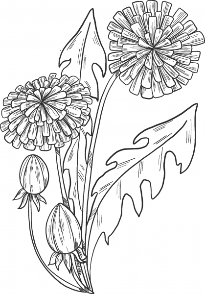 Dandelions coloring page image