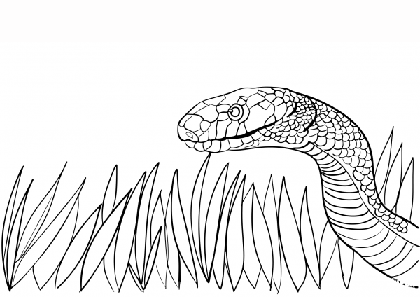 Dangerous Snake coloring page image