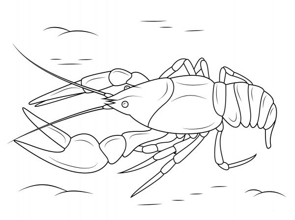 Danube Crayfish coloring page image