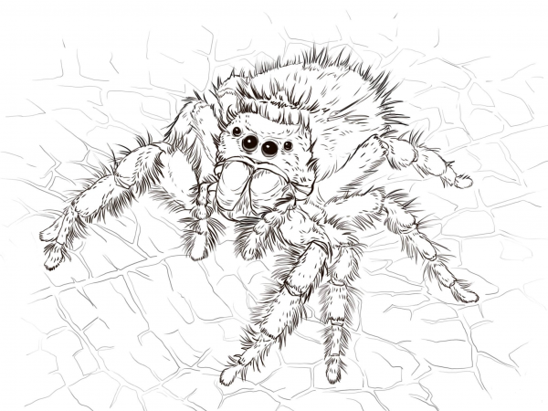 Daring Jumping Spider coloring page image