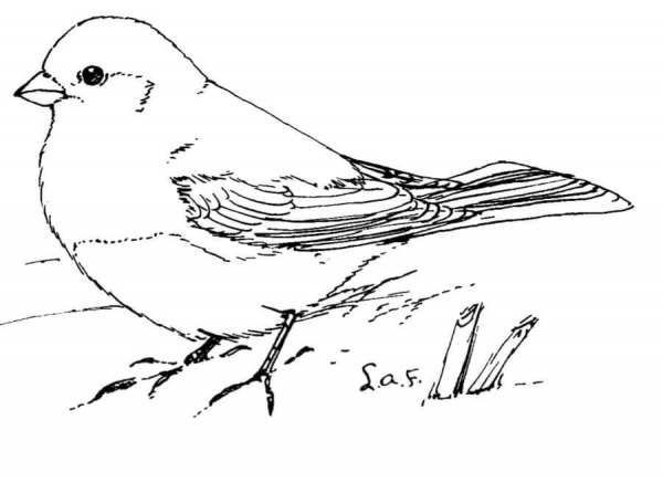 Dark Eyed Junco coloring page image