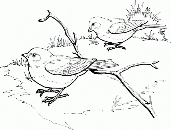 Dark Eyed Slate Colored Junco Birds coloring page image