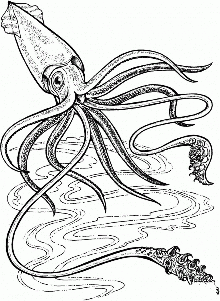 Deep-Ocean Giant Squid coloring page image