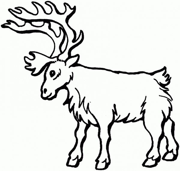 Deer coloring page image