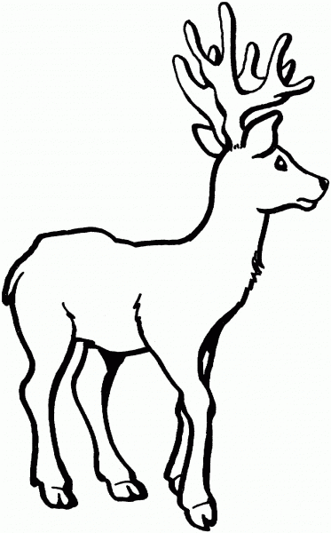 Deer coloring page image