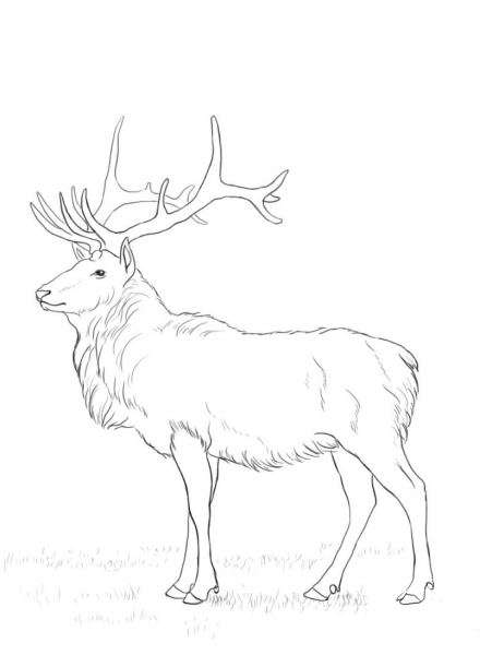 Deer coloring page image