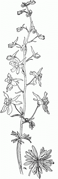 Delphinium Bicolor or Little Larkspur or Low Larkspur coloring page image