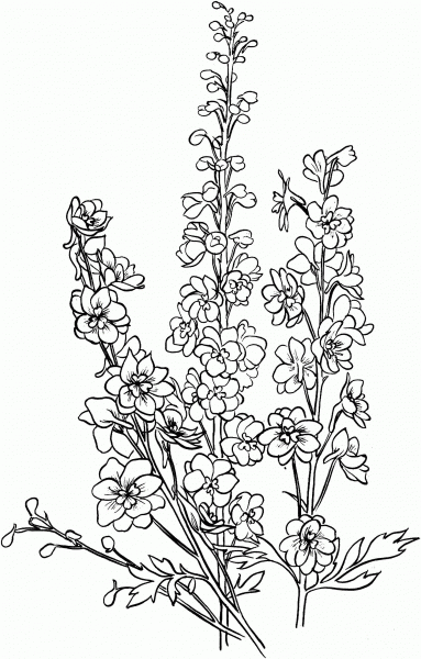 Delphinium coloring page image