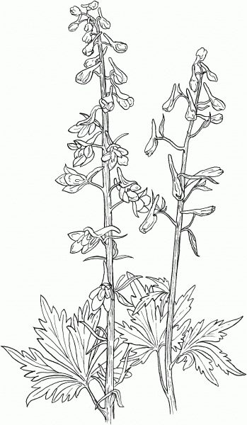 Delphinium Elongatum or Tall Larkspur coloring page image