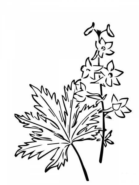 Delphinium Trolliifolium or Columbian Larkspur coloring page image