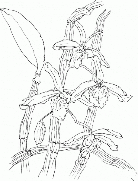Dendrobium Nobile Orchid coloring page image