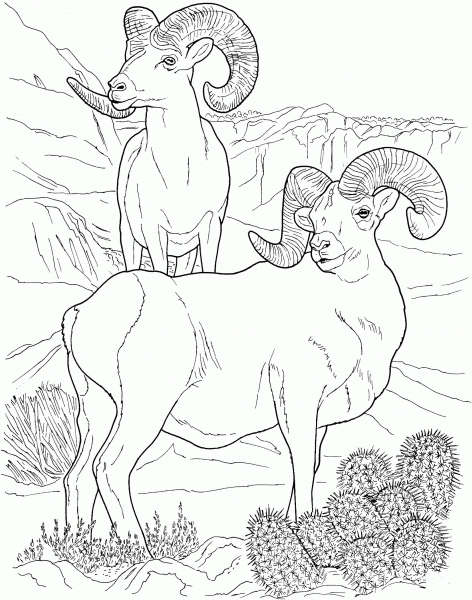 Desert Bighorn Sheep coloring page image