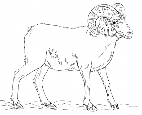 Desert bighorn sheep coloring page image