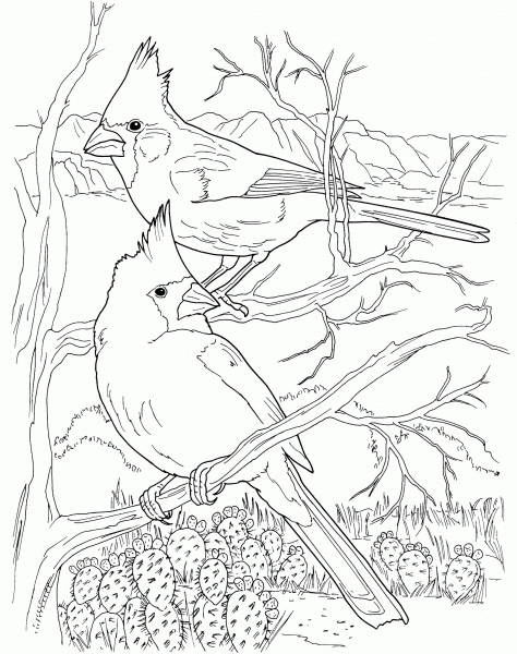 Desert Cardinals coloring page image