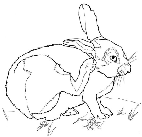Desert Cottontail coloring page image