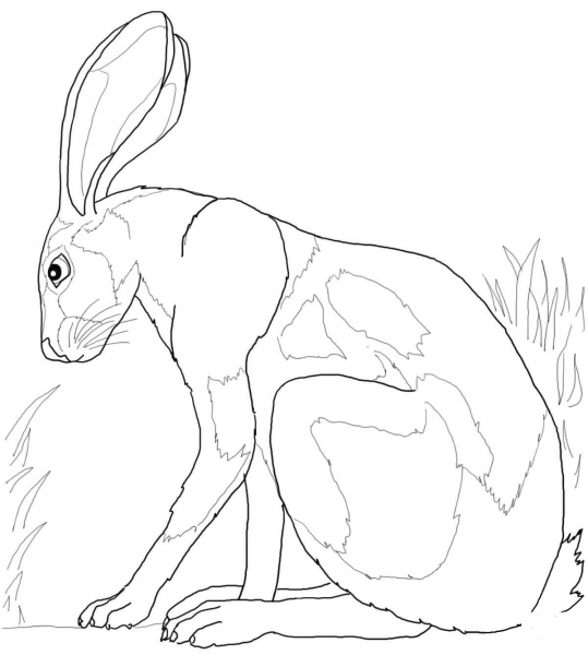 Desert Hare coloring page image