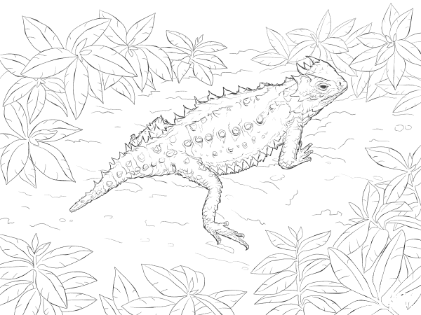 Desert Horned Lizard coloring page image